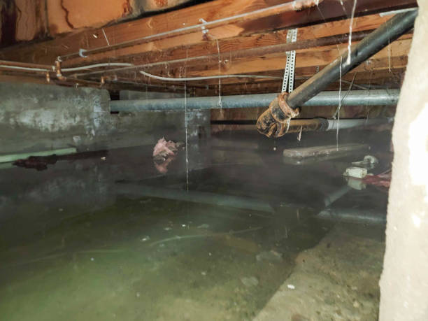Best Flood damage cleanup  in Richland, MO
